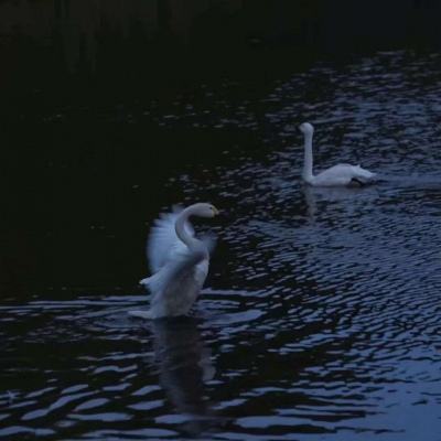 真人斗牛牛手机app下载截图